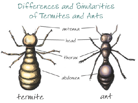 sense and sustainability ants and termites